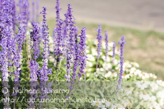 Flowers_2008-08-24_IMG_1546